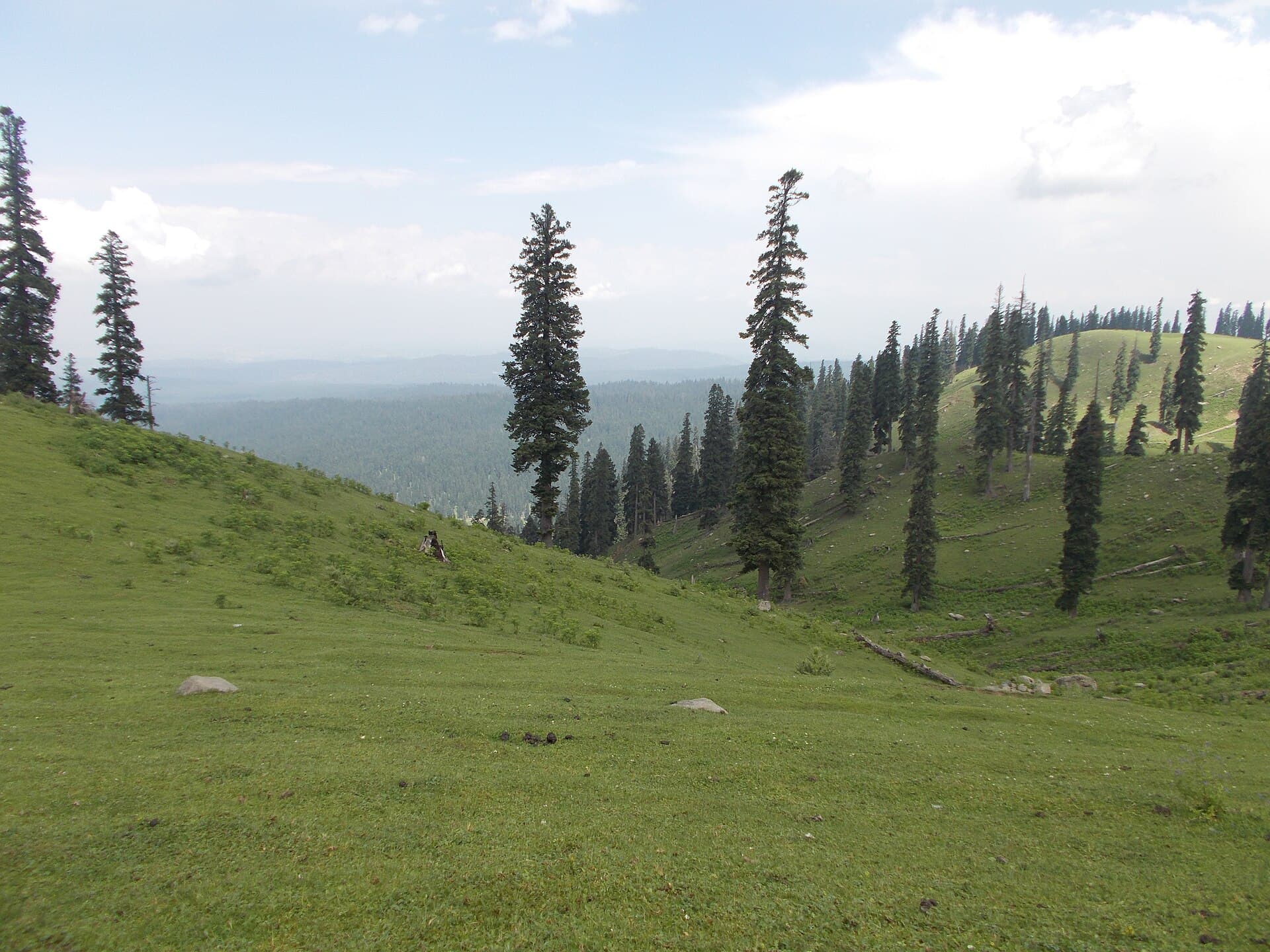 Doude pather forests