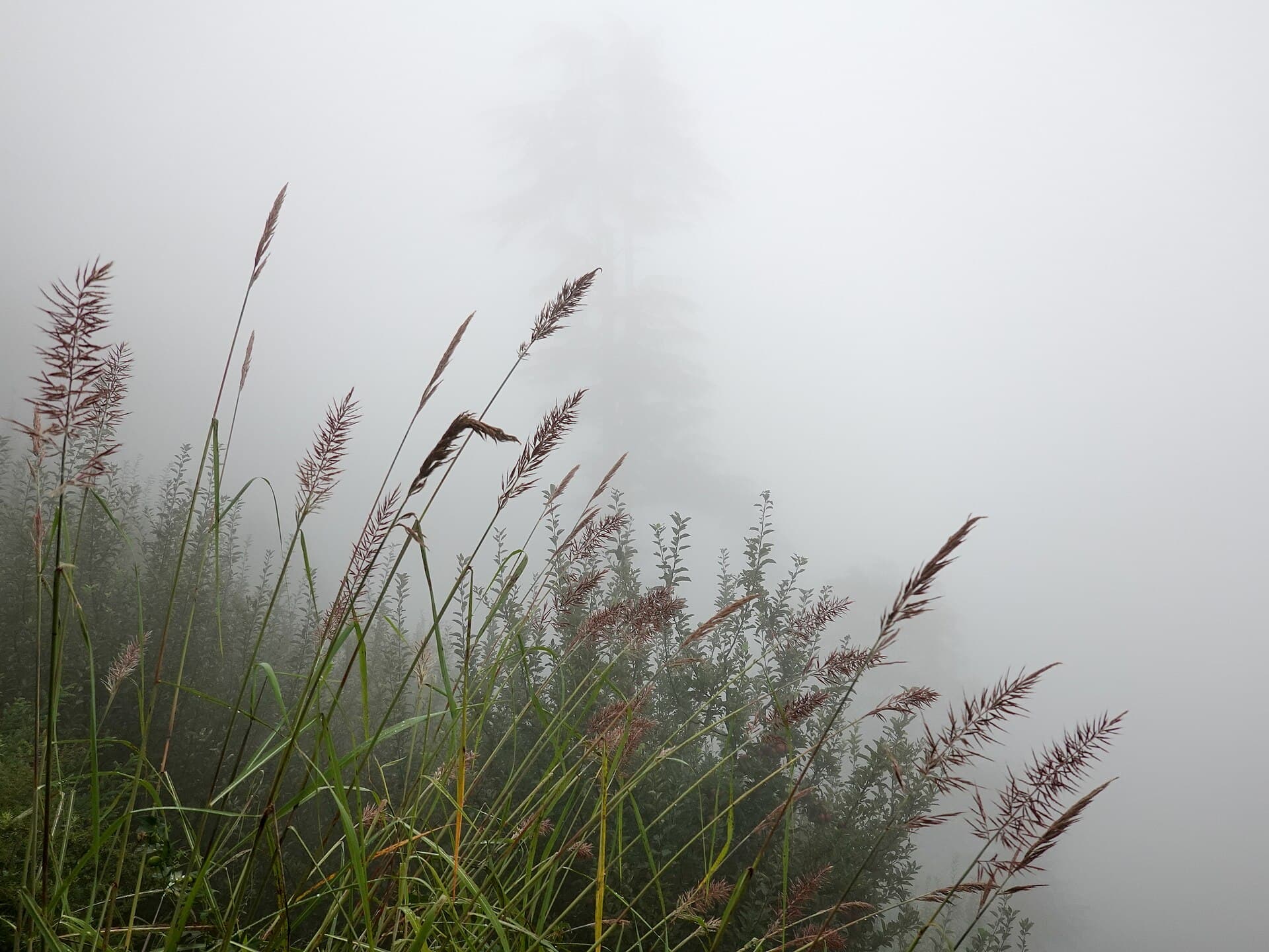 Grass Deodar Monsoon Mist Manali Sep20 R16 04026