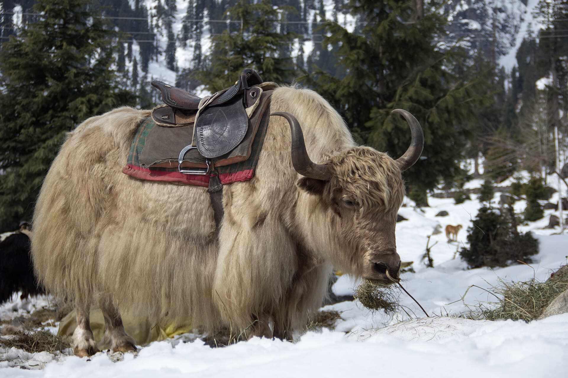 Yaks on Manali, Himachal Pradesh