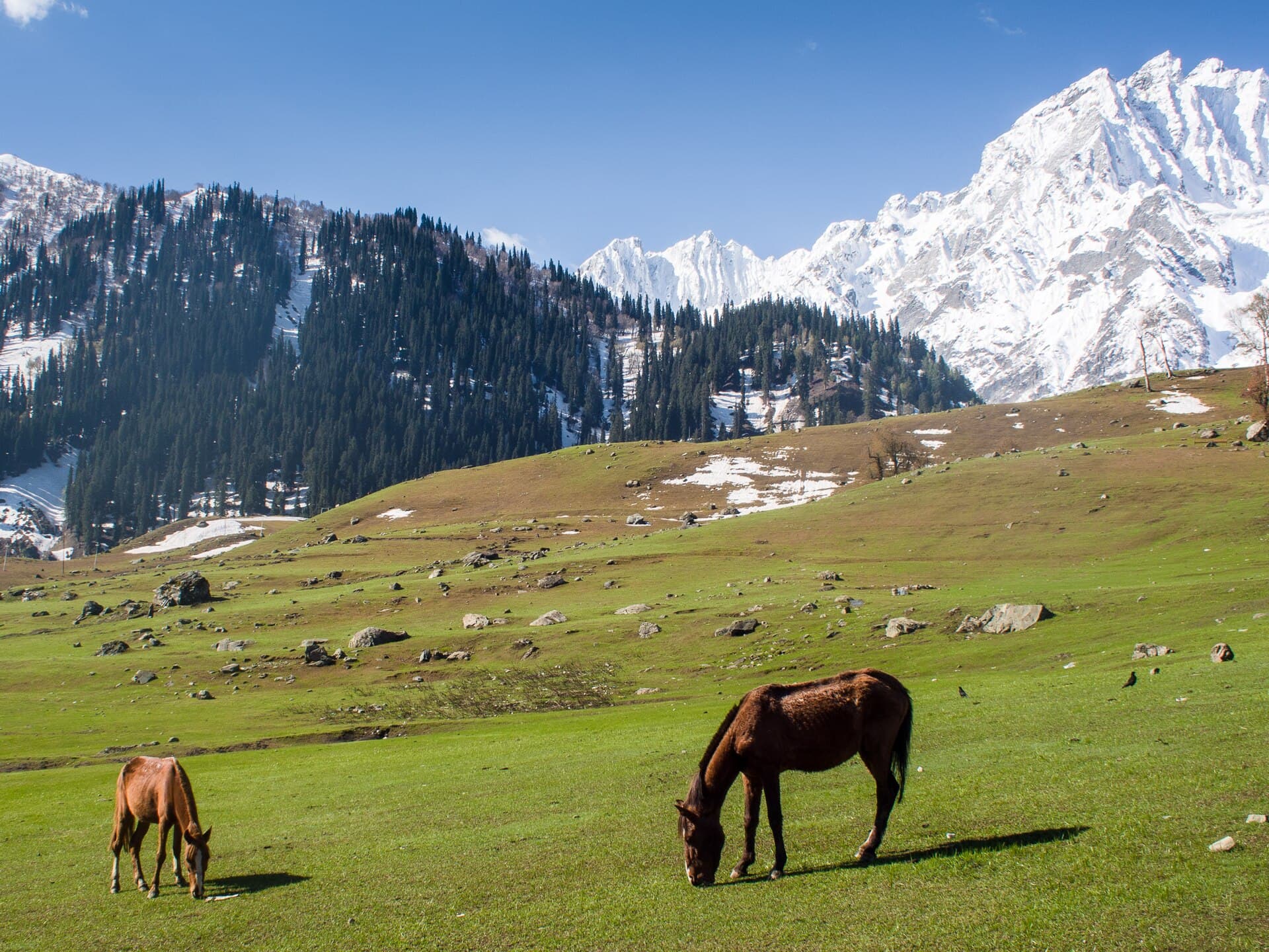 Sonamarg "Meadow of Gold" (14592437483)